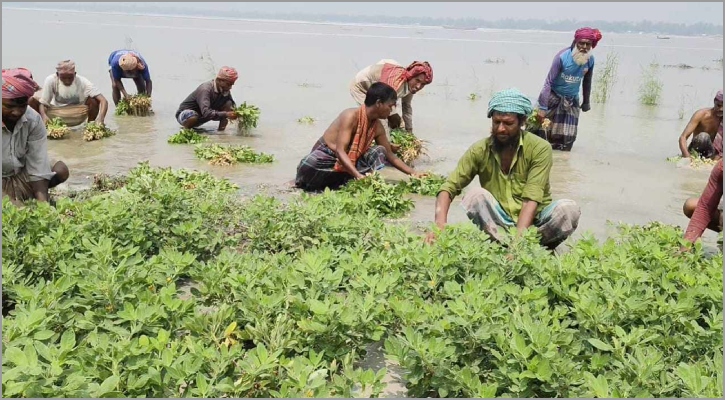 যমুনায় হঠাৎ পানি বেড়ে তলিয়ে গেছে চীনা বাদাম 